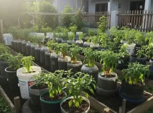 Tekan Kemiskinan dan Inflasi