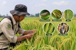 Pergeseran Musim Tanam, Distan PPU Waspadai Lima Hama dan Penyakit Padi