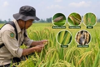 Pergeseran Musim Tanam, Distan PPU Waspadai Lima Hama dan Penyakit Padi