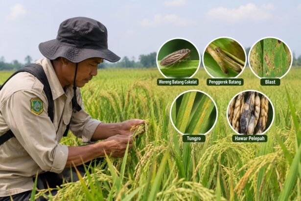Pergeseran Musim Tanam, Distan PPU Waspadai Lima Hama dan Penyakit Padi