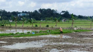 Joha Fajal Akui Ada Tren Penurunan Kawasan Pertanian di Kota Samarinda Imbas Perluasan Area Pemukiman