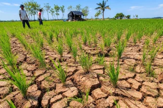 Kemarau Panjang Ancam Produksi Padi PPU, Potensi Kehilangan Hasil Capai 3.000 Ton!