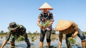 Rekayasa Percepatan Waktu Tanam Sukses Amankan Produksi Padi Petani PPU 45.300 Ton di Tengah Ancaman Kemarau