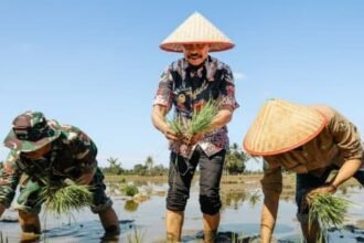 Rekayasa Percepatan Waktu Tanam Sukses Amankan Produksi Padi Petani PPU 45.300 Ton di Tengah Ancaman Kemarau
